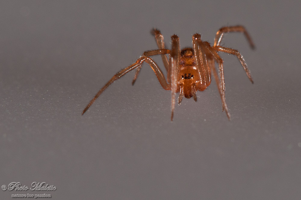 Steatoda sp. - Genova (GE)